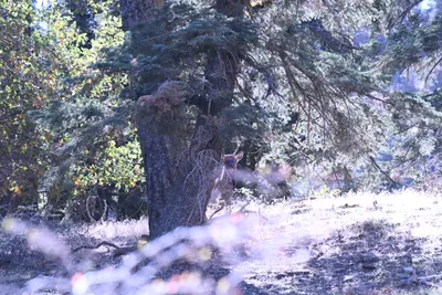 DSC_2268 (Large).JPG